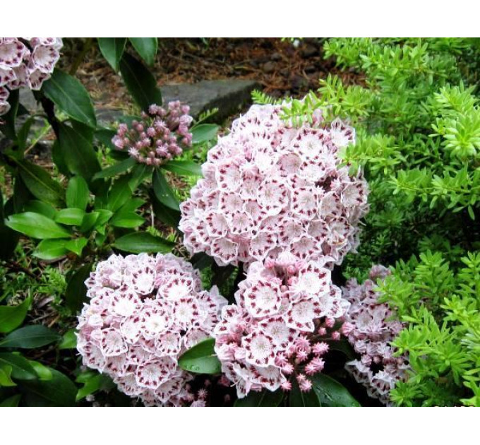 Кальмия широколистная сорт Ideal 2 летняя, конт. 7.5 л