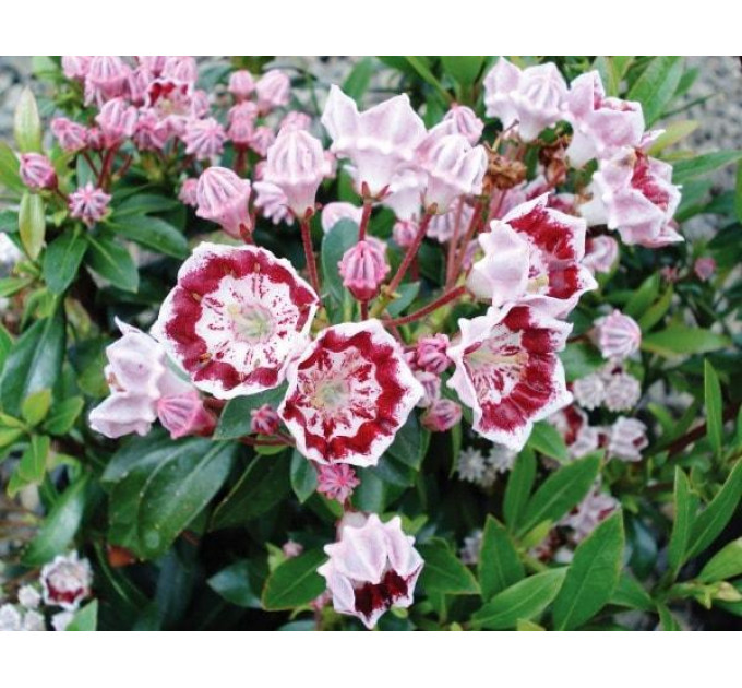 Кальмия широколистная сорт Ideal 2 летняя, конт. 7.5 л