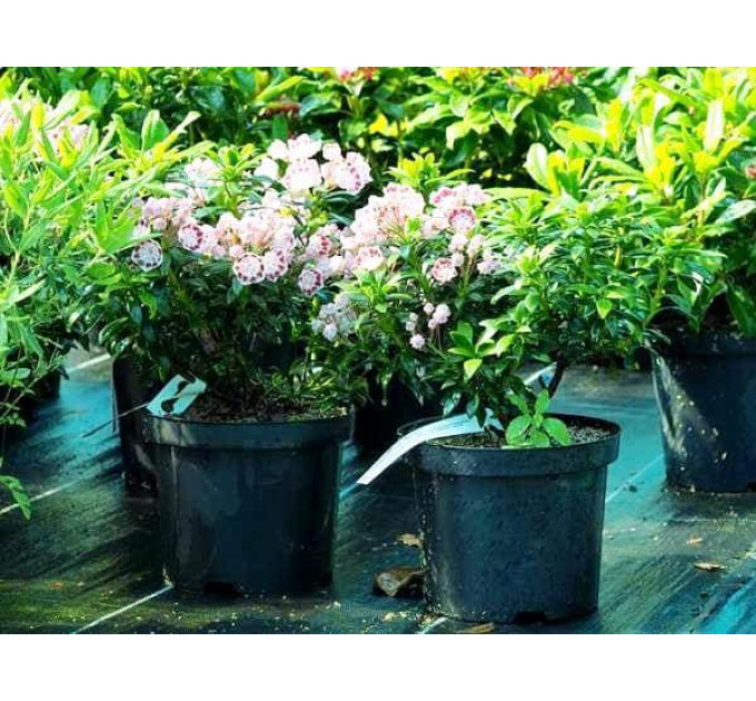 Кальмия широколистная сорт Latchmin 1 летняя, in vitro (полуупакованая)