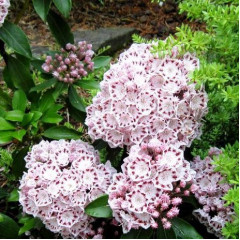 Кальмія широколиста сорт Latchmin 1 річна, in vitro (напівупакована)