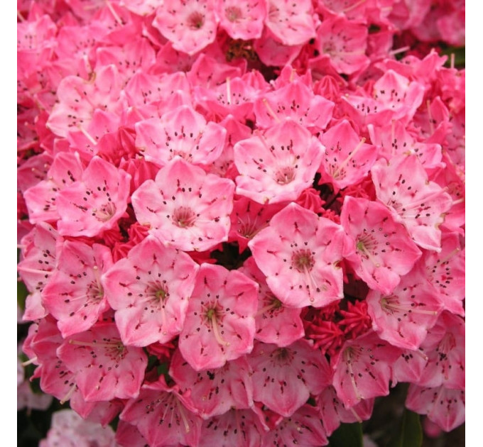 Кальмия широколистная сорт Kardinal, горшок P9