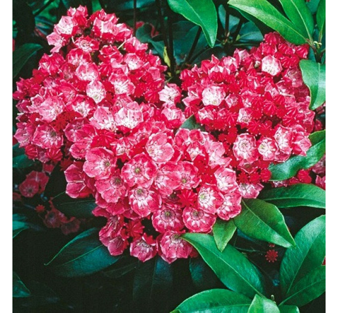 Кальмия широколистная сорт Kardinal, горшок P9