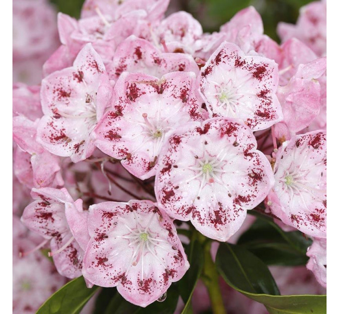 Кальмия широколистная сорт Ideal, конт. 1.5 л