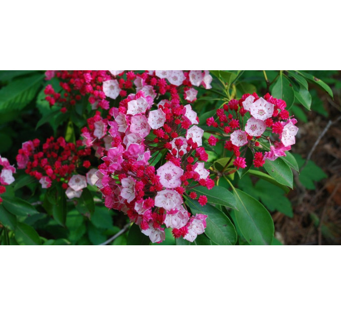 Кальмия широколистная сорт Pinkobello 1 летняя, in vitro (полуупакованая)