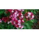 Кальмия широколистная сорт Pinkobello 1 летняя, in vitro (полуупакованая)