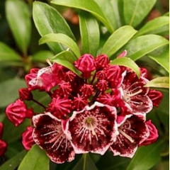 Кальмія широколиста сорт Merlin 1 річна, in vitro (напівупакована)