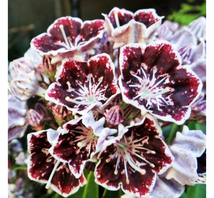 Кальмия широколистная сорт Black Label, горшок P9