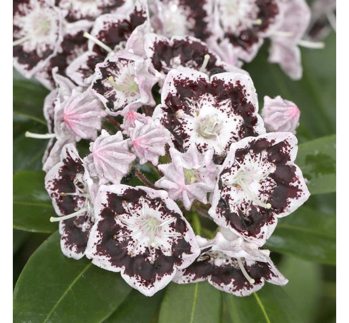 Кальмия широколистная сорт Black Label, горшок P9