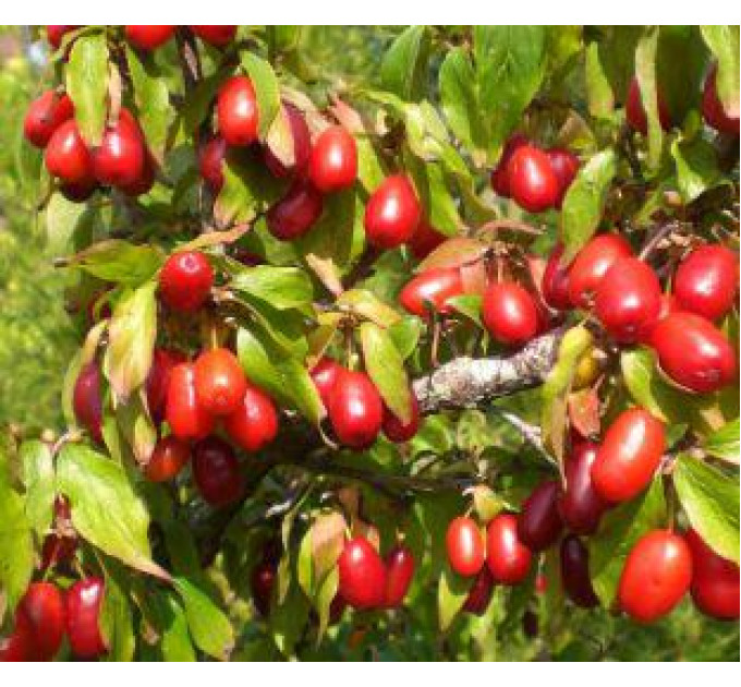 Кизил ранний сорт Николка, подвой кизил дикий