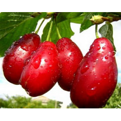 Кизил сорт Світлячок, підщепа кизил дикий