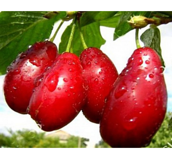 Кизил сорт Світлячок, підщепа кизил дикий