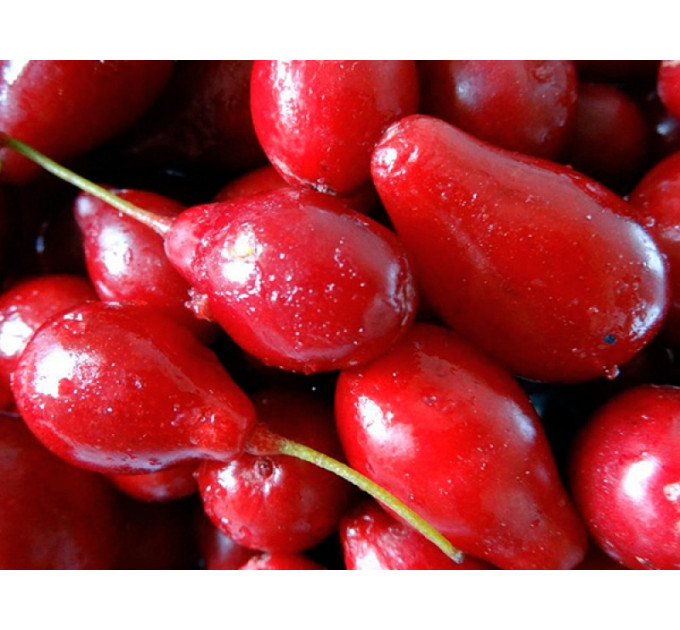 Кизил сорт Світлячок, підщепа кизил дикий