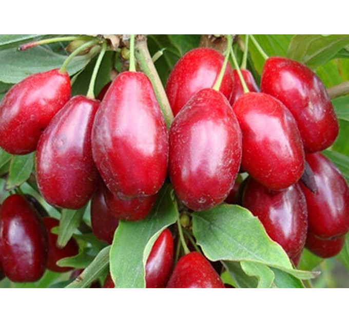 Кизил сорт Світлячок, підщепа кизил дикий