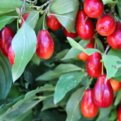 Саженцы кизила сорт "Выдубецкий", 2 лет. (полуупакованные) от 25 см