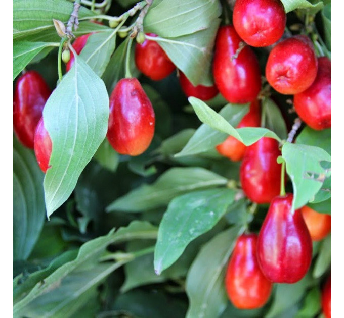 Саженцы кизила сорт "Выдубецкий", 2 лет. (полуупакованные) от 25 см