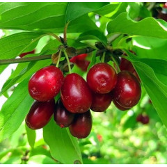 Саженцы кизила сорт "Выдубецкий", 1 лет. (полуупакованные) 10-15 см