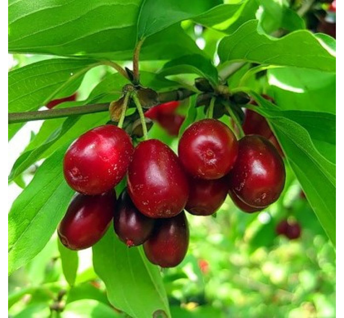 Саженцы кизила сорт "Выдубецкий", 1 лет. (полуупакованные) 10-15 см