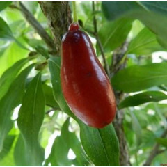 Саженцы кизила раннего сорт Элегантный, подвой кизил дикий