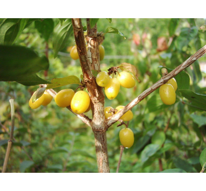 Саженцы кизила сорт Янтарный, подвой кизил дикий