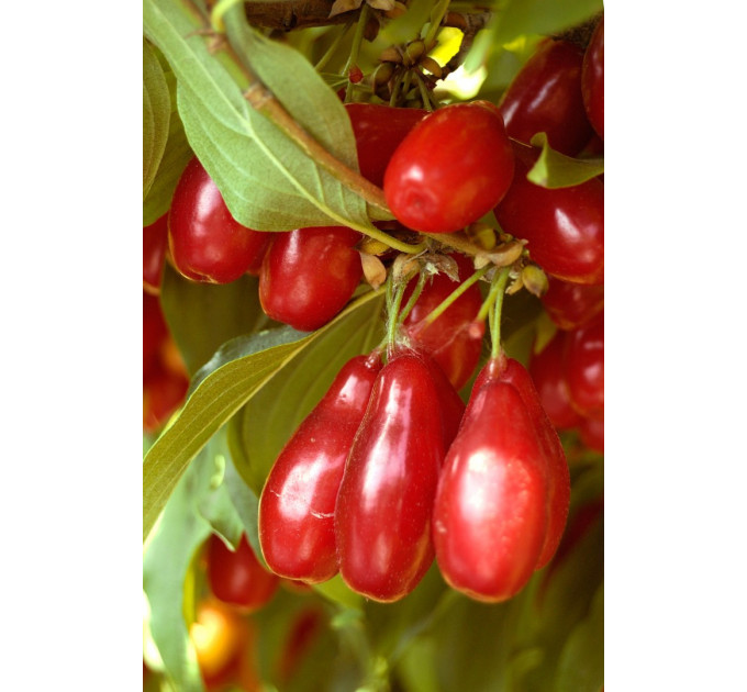 Саженцы кизила среднего сорт Лукьяновский, подвой кизил дикий