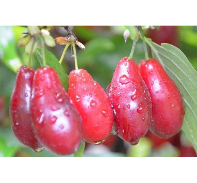 Саженцы кизила среднего сорт Лукьяновский, подвой кизил дикий