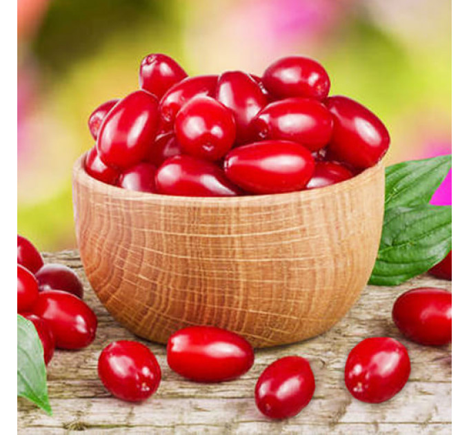 Саженцы кизила среднего сорт Лукьяновский, подвой кизил дикий