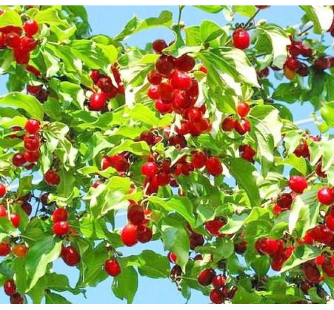 Саженцы кизила среднего сорт Лукьяновский, подвой кизил дикий