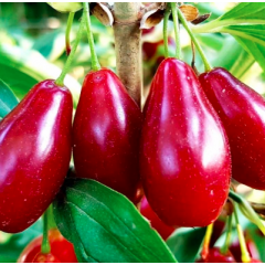 Саженцы кизила среднего сорт Владимирский, подвой кизил дикий