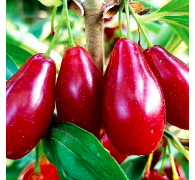 Саженцы кизила среднего сорт Владимирский, подвой кизил дикий