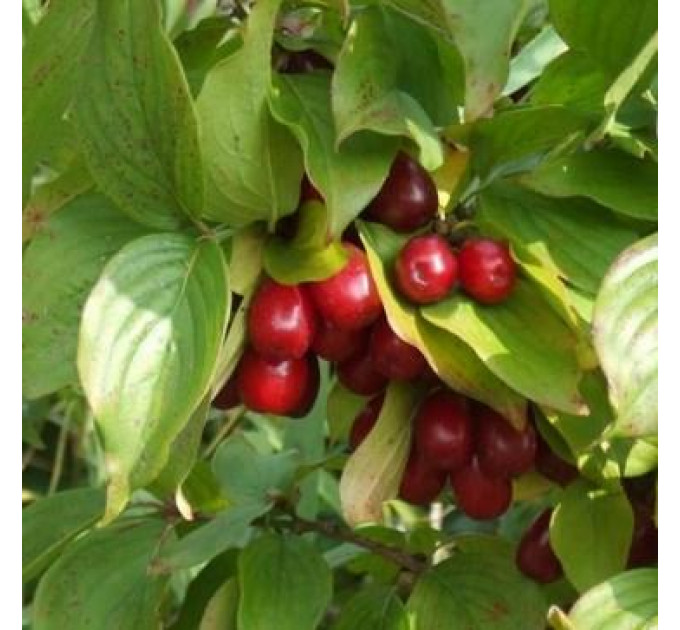 Саженцы кизила среднего сорт Владимирский, подвой кизил дикий