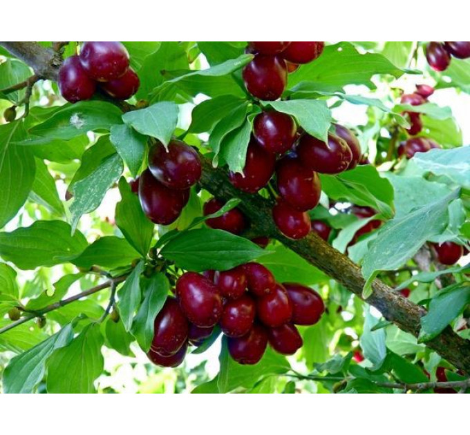 Саджанці кизилу сорт "Видубицький", 1.5 років. (полуупакованные) 15-25 см