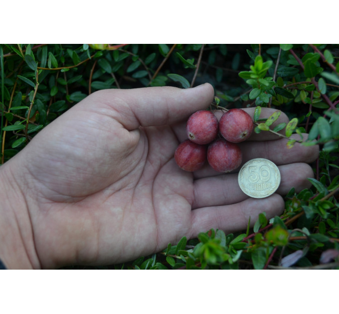 Саженцы клюквы Пилигрим 1 летние, конт. Р9