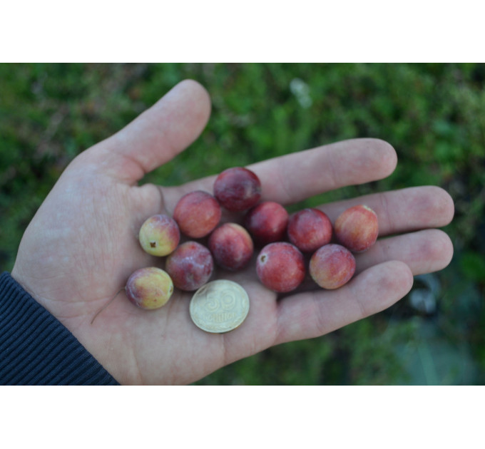 Саженцы клюквы Пилигрим 1 летние, конт. Р9