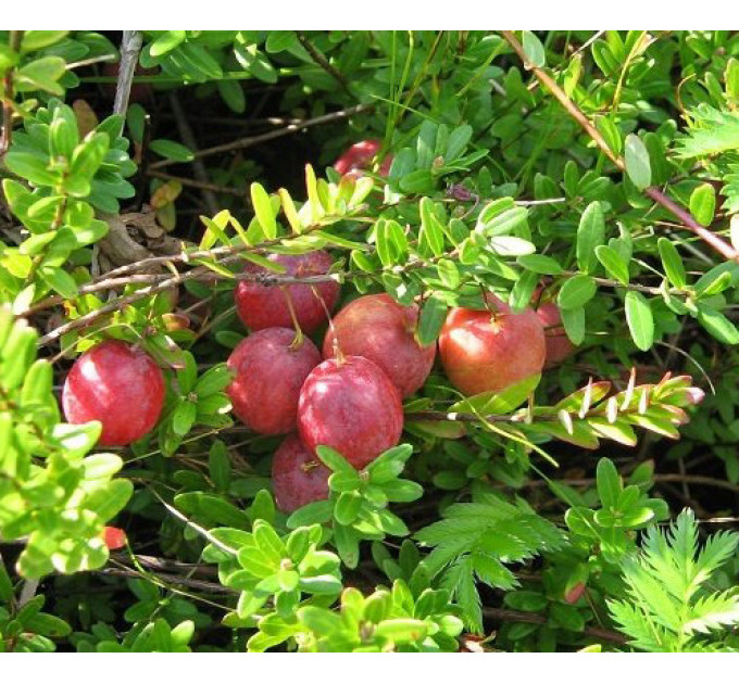 Саженцы клюквы Пилигрим 1 летние, конт. Р9