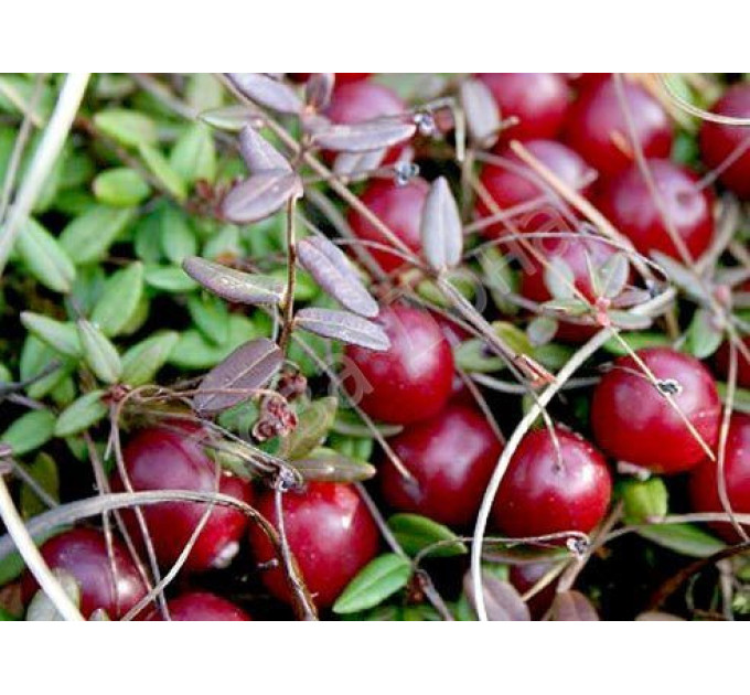 Саженцы клюквы Бергман, 3 года 7.5 л