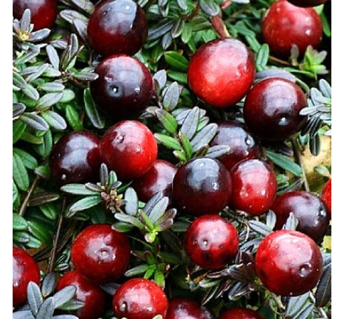 Саджанці журавлини Бергман 1 річні, конт. Р9