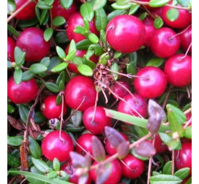 Саженцы клюквы Пилигрим 1 летние, конт. Р9