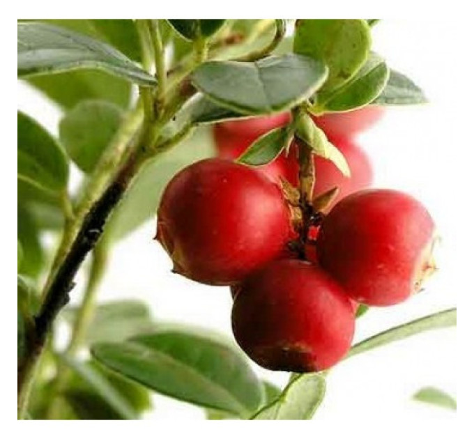 Саженцы клюквы Бергман, 3 года 7.5 л