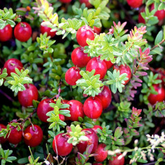 Саженцы клюквы сорт Ховес 2 летние, конт. 1.5 л