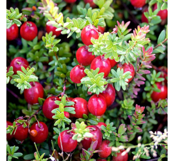 Саженцы клюквы сорт Ховес 2 летние, конт. 1.5 л