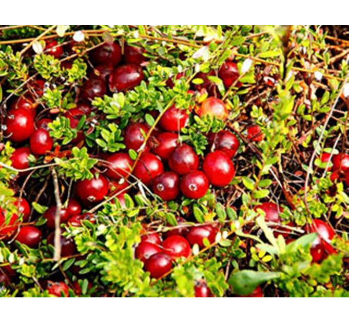 Саженцы клюквы сорт Ховес 2 летние, конт. 1.5 л