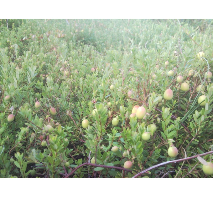 Саженцы клюквы Пилигрим 1 летние, конт. Р9