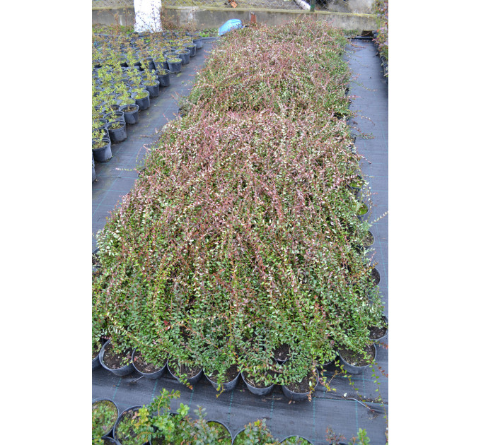 Саженцы клюквы Пилигрим 1 летние, конт. Р9