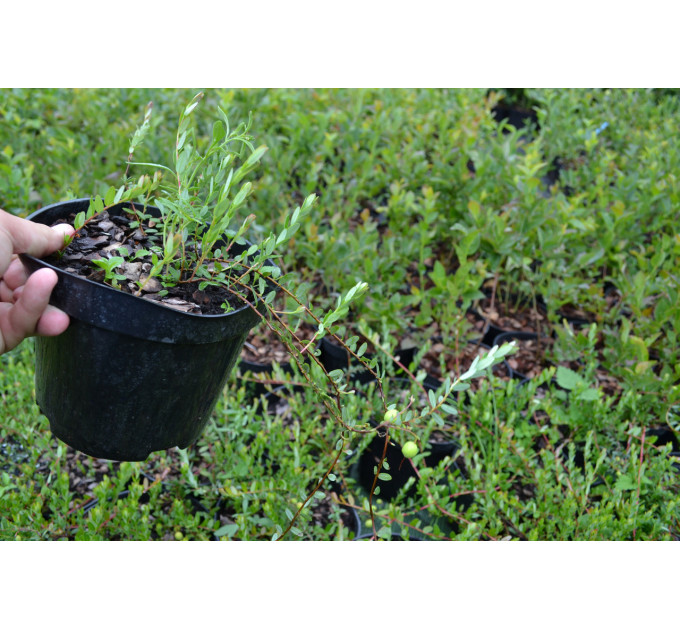 Саженцы клюквы Пилигрим 1 летние, конт. Р9