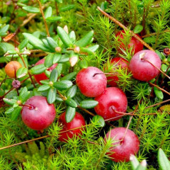 Клюква "Стивенс", 2 летняя, конт. 3 л