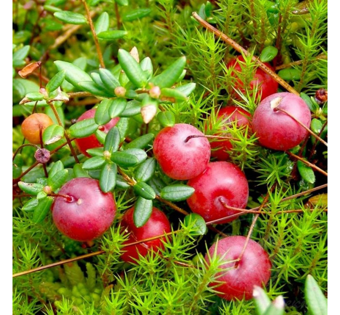 Клюква "Стивенс", 3 года 7.5 л