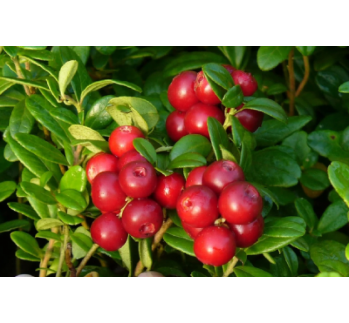 Клюква "Стивенс", 3-летняя пакет 3.5 л