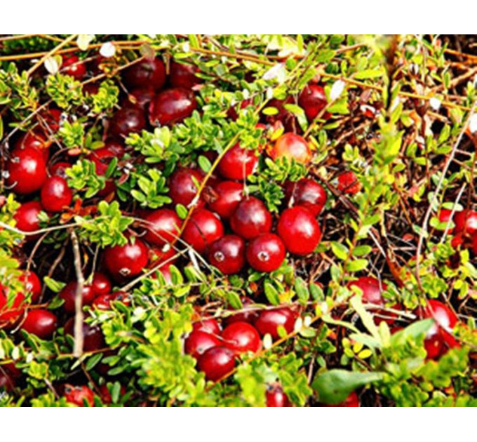 Cаженцы клюквы "Ховес" 3 летние, конт. 3 л