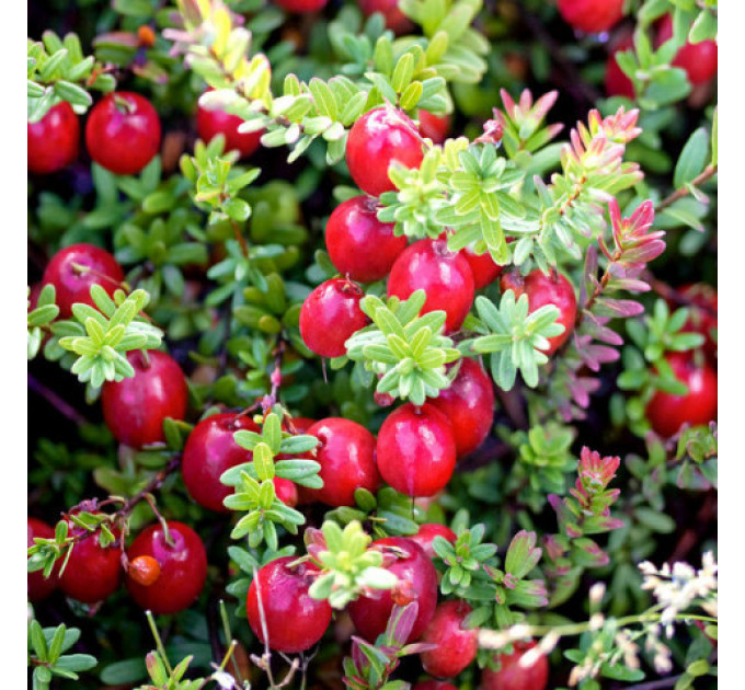 Cаженцы клюквы "Ховес" 3 летние, конт. 3 л