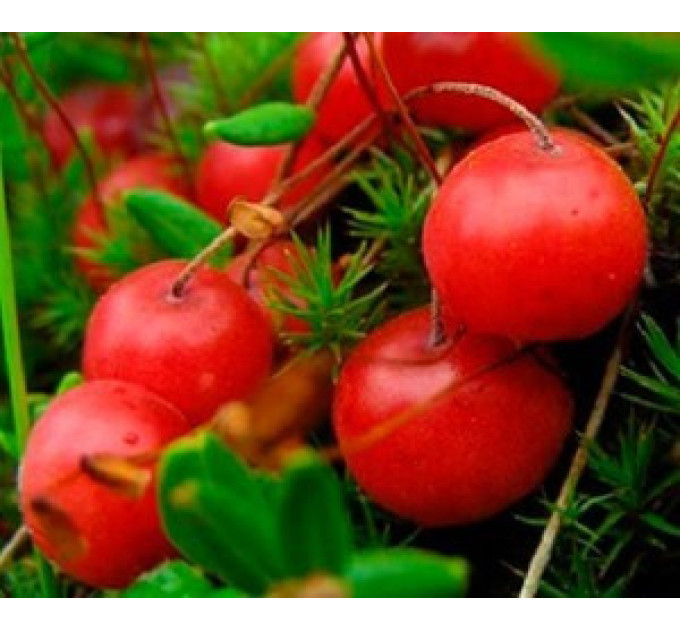 Cаженцы клюквы "Ховес" 3 летние, конт. 3 л